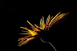 花,黃色,光