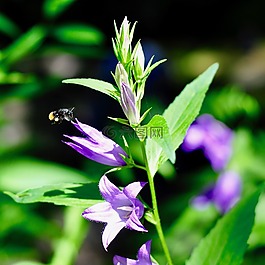 昆蟲,野花,開(kāi)花