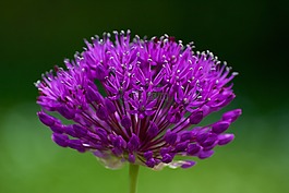 花,性質(zhì),春天