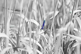 蜻蜓,春天,性質(zhì)