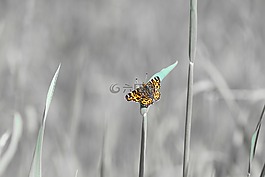 蝴蝶,春天,開花