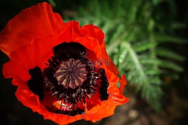 罌粟,花,紅色