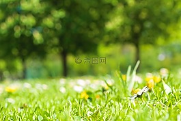春天,草地,雛菊