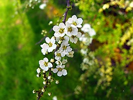 鮮花,白色的花朵,植物