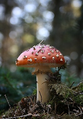 蘑菇,飛木耳,森林