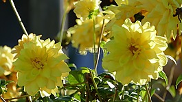 性質(zhì),花,開花