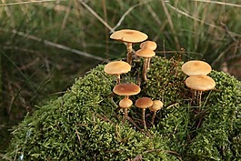 蘑菇,苔,森林