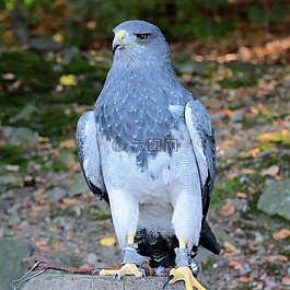 鳥(niǎo),捕食者,性質(zhì)