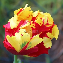 郁金香,開花,tulpenbluete