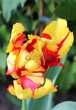郁金香,開花,tulpenbluete