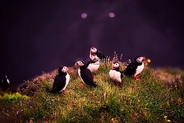 海雀,鳥,野生動物