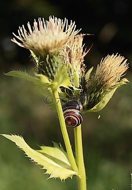 薊,蝸牛,花