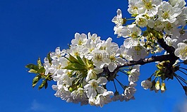 杏,樹,鮮花