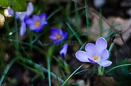 藍(lán)色的花,紫羅蘭色,特寫