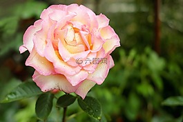 玫瑰,花,開花