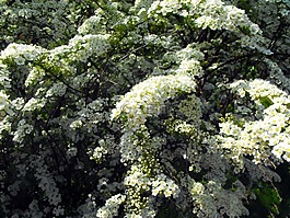鮮花,白色的花朵,植物