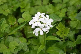 白花,花瓣,綠色