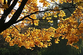 秋,性質(zhì),樹