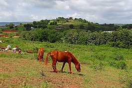 小马,包动物,lambadi