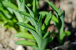 植物,特寫,春