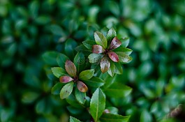 植物,特寫,春