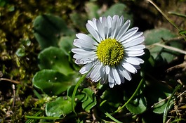 花,白,特寫