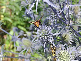 黄蜂,昆虫,昆虫飞行