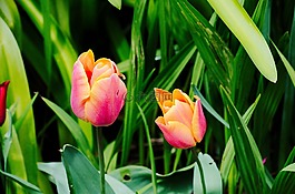 郁金香,鮮花,植物區(qū)系