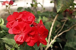 性質(zhì),鮮花,花