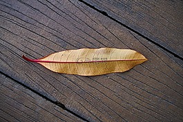 葉子,木材,秋