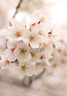 櫻桃,櫻花,賞櫻花