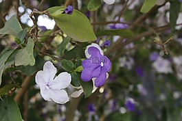 花,鮮花,性質(zhì)