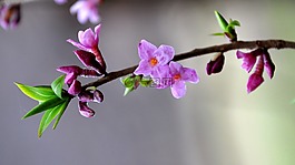 达芙妮mezereum,春天的花朵,森林
