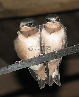 燕子,swallowlings,青少年
