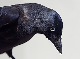 烏鴉,鳥,黑