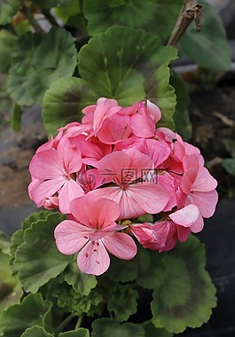 花卉,羅莎,性質(zhì)