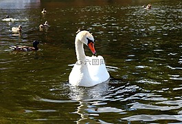 鳥(niǎo),天鵝,池塘