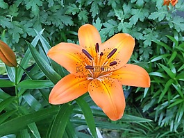 群集,百合,橙色的
