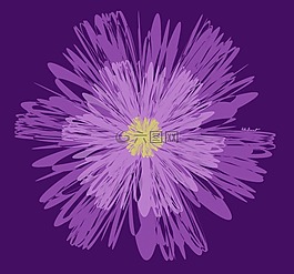 紫色花,花的,紫色的花朵