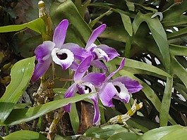蘭花,紫色,鮮花