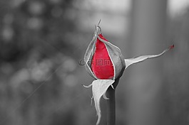 開(kāi)花,花,廠