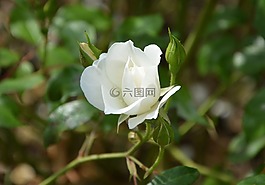 白玫瑰,玫瑰花蕾,綠色樹葉