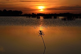 日落,景觀,太陽