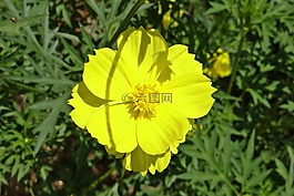 黃色,宇宙,鮮花