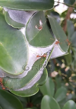 螞蟻,昆蟲,自然