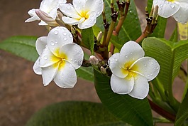 花卉,性質(zhì),植物
