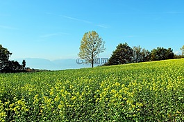春天的草地,花多,景觀