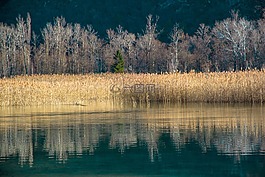 黃色,銀,湖