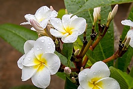 花卉,性質(zhì),植物