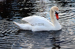 鳥,天鵝,水